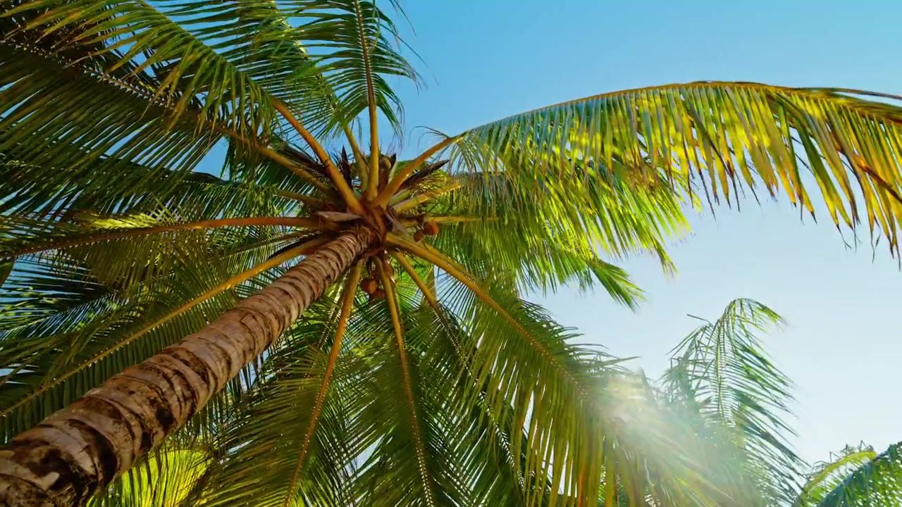 Una vista dal basso verso l'alto dei tronchi di alte palme da cocco rivela fronde illuminate dal sole contro un cielo azzurro, con il calmo mare tropicale visibile oltre la spiaggia deserta in Sri Lanka, un'immagine senza tempo di vacanza su un'isola