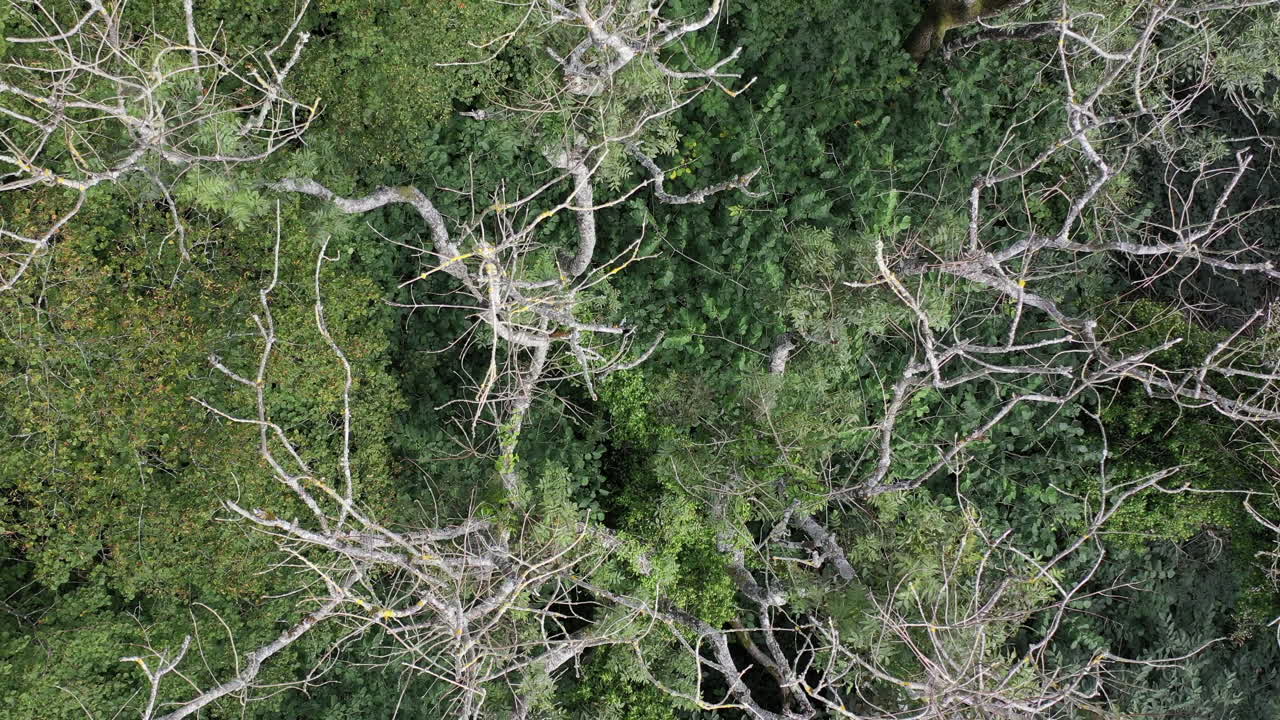 Drone shot looking down, while slowly rising up over a canopy of Ash trees with signs of the disease Ash Die Back in the UK