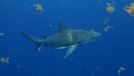 bull shark swimming through seaweed slomo deep blue sea