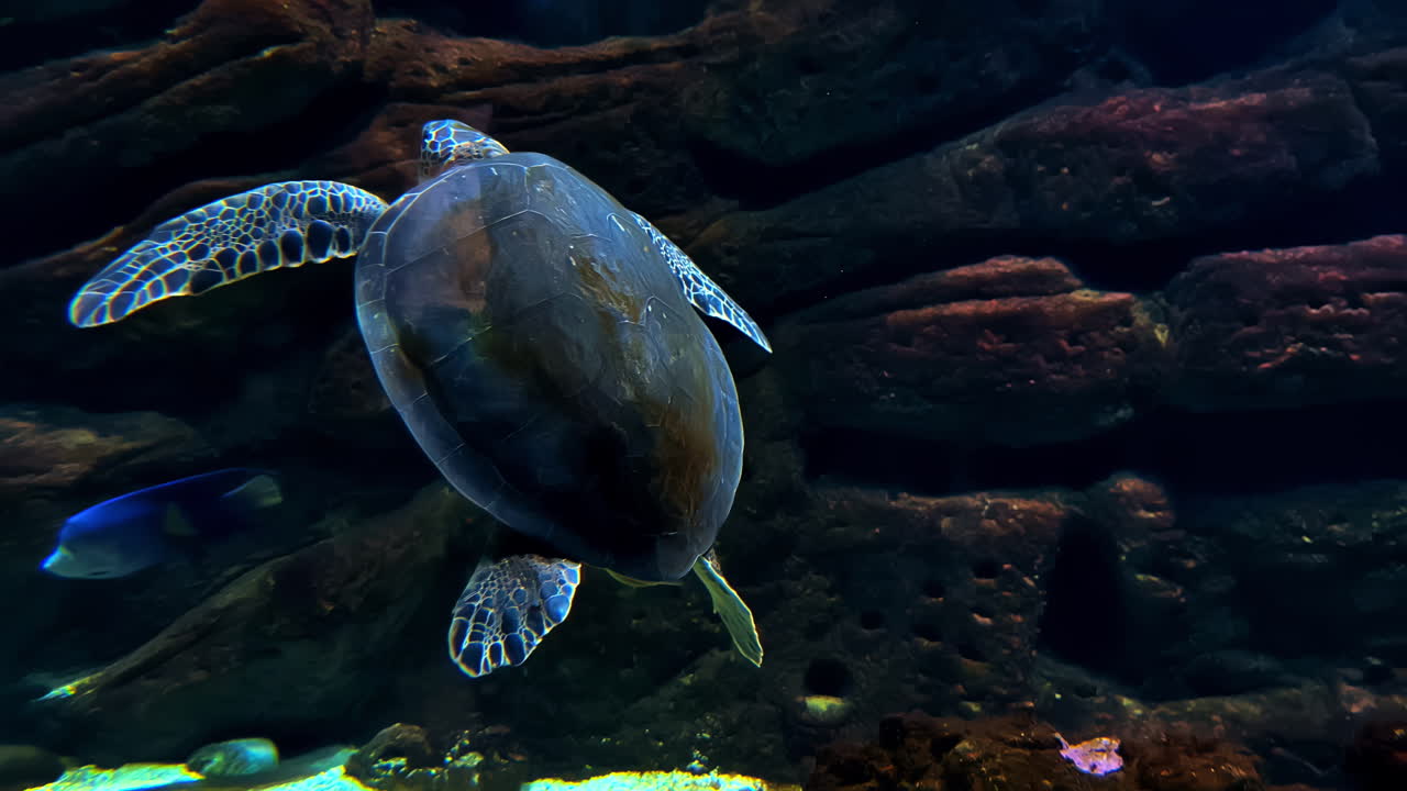 Largest hard-shelled sea turtle - green sea turtle underwater scene ...