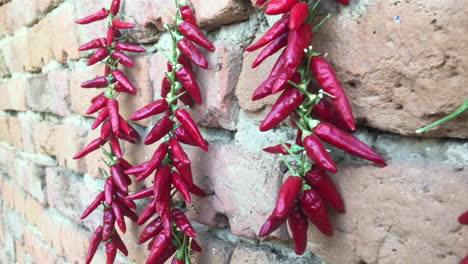 chiles rojos picantes. la comida picante. ingredientes organicos
