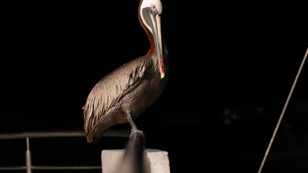 Lone Brown Pelican Perched On Railing Outside At Night In Santa Cruz In The Galapagos