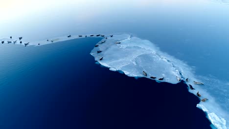 panoramic view with a drone of white ice floe in iceland. seals are on white ice floe in the background.