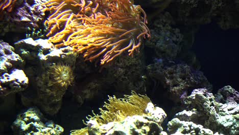 fondo de arrecifes de coral. concepto de vida marina