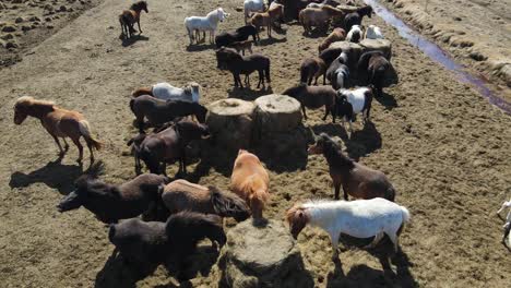 Imágenes-Aéreas-De-Drones-De-Caballos-Islandeses