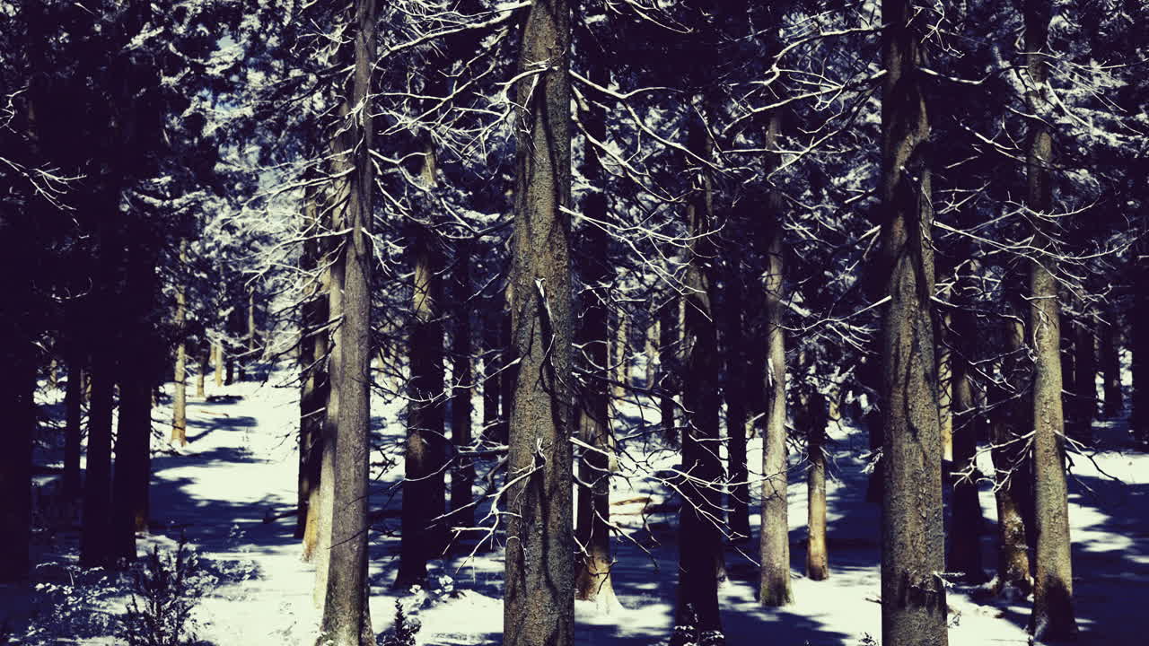 Winter tranquility in a serene snow covered forest grove