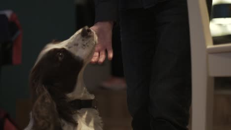 cocker spaniel being patted | slow motion