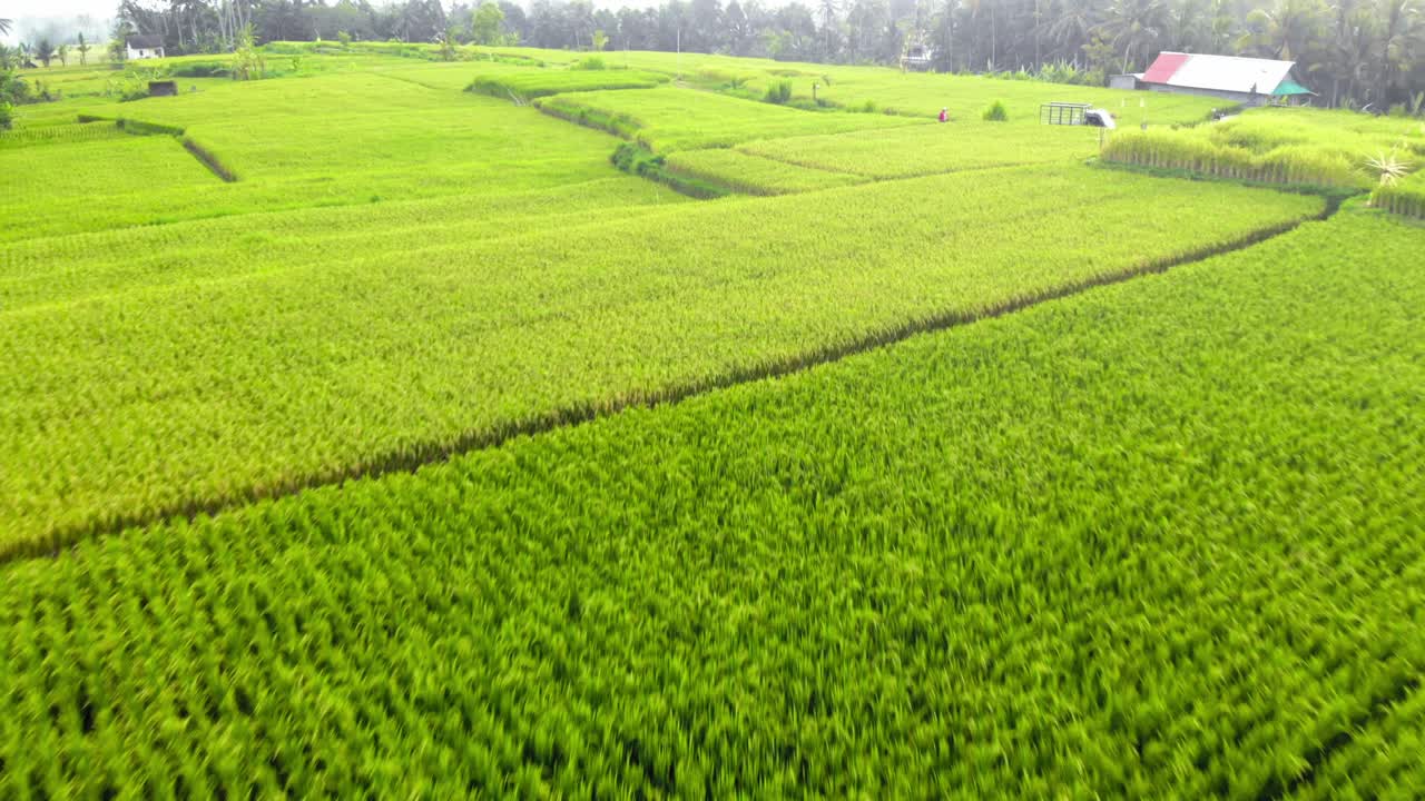 Volo a bassa quota su un paesaggio panoramico di risaie verdi del villaggio di Ubud a Bali, Indonesia - Ripresa con drone.