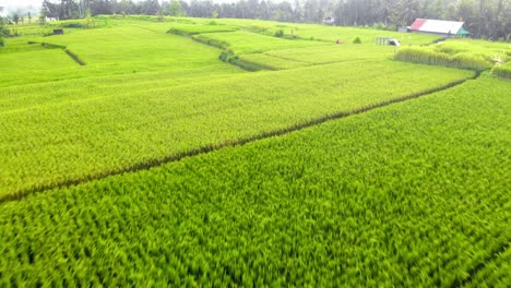 Low-altitude-flight-over-Scenic-Landscape-Of-Green-Rice-Fields-of-Ubud-village-in-Bali,-Indonesia---Drone-Shot