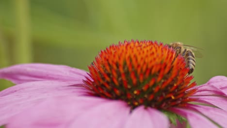 Macro-Of-A-wild-Bee-pollinating-orange-Coneflower-against-blurry-background