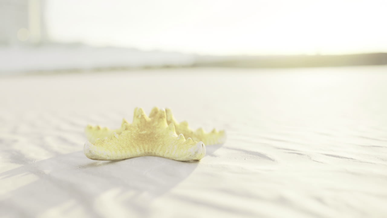 Vibrant starfish resting on sandy beach at sunrise in tranquil coastal setting