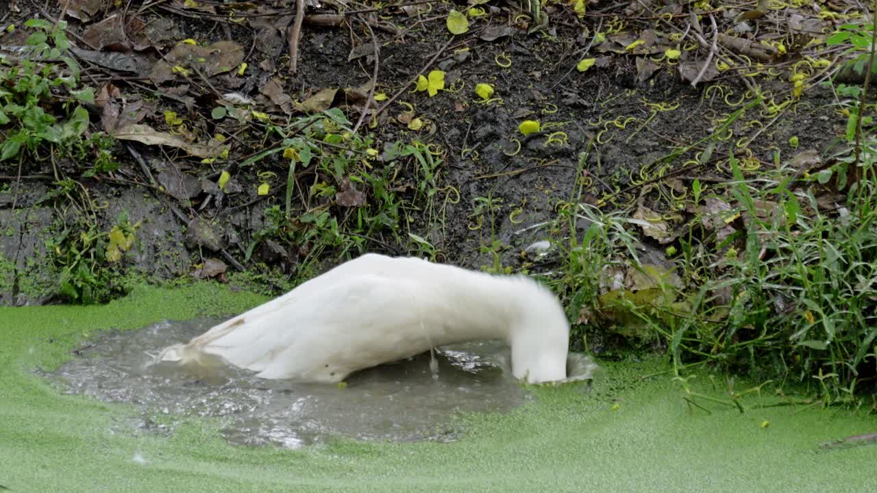 Diverse duck swimming lush pond nature scene outdoor environment serene viewpoint