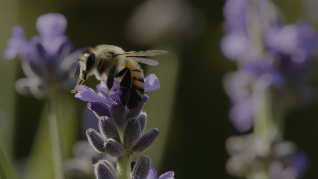 Bee pollinating a lavender flower