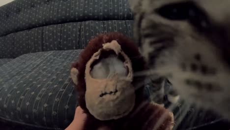 a little kitten attacks and plays with a stuffed toy of a monkey with its eye eaten out