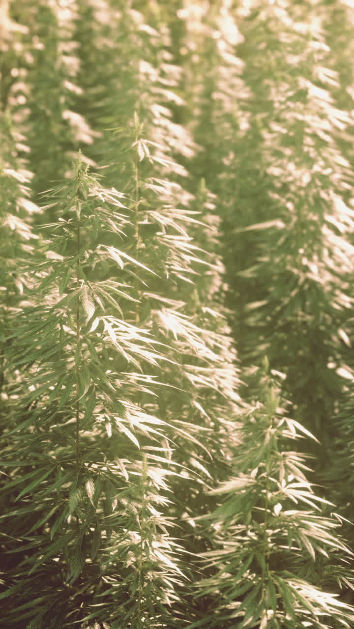 el cáñamo madura bajo el sol