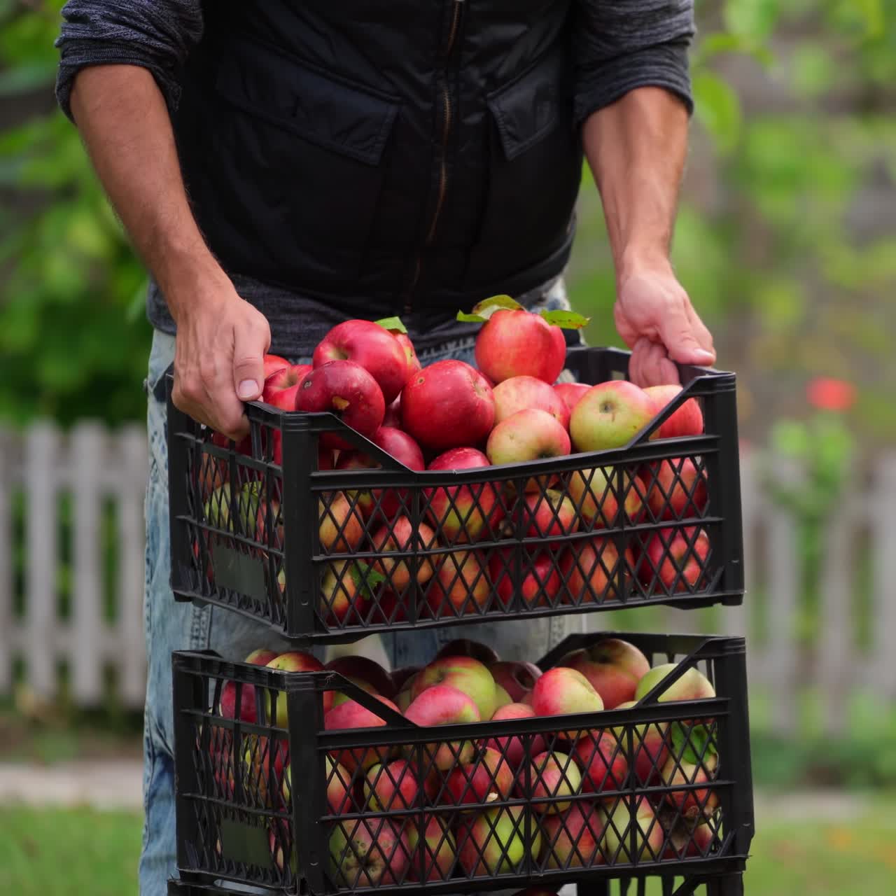 Stack of drawers with apples. Man puts the box with delicious organic fruits outdoors. Harvesting natural products.