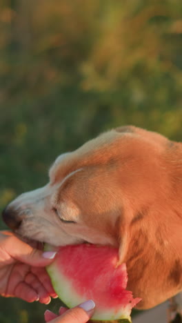 perro en correa disfrutando de una rebanada fresca de sandía al aire libre, sostenido por un individuo durante un picnic, la luz del sol crea una atmósfera cálida, destacando la interacción afectuosa entre el perro y el dueño