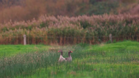 Ein-Paar-Pilgergänse-Steht-Auf-Der-Grünen-Wiese-Und-Blickt-In-Verschiedene-Richtungen