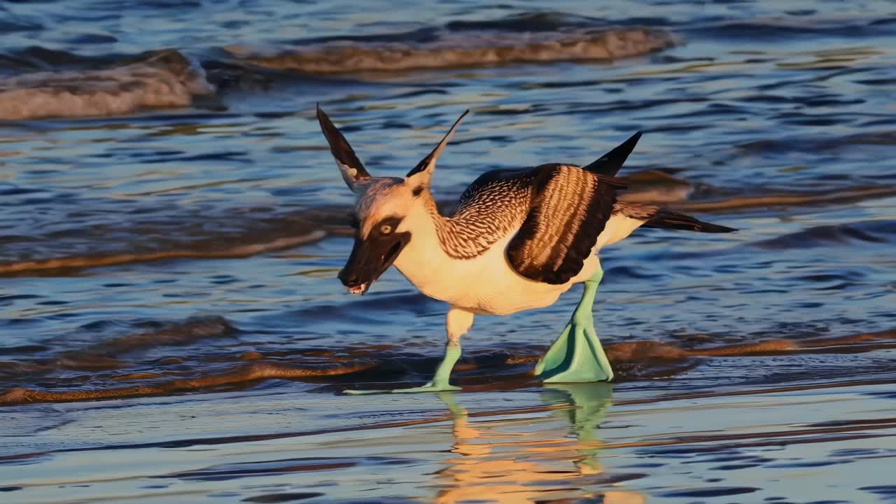 Hybrid Bird on the Beach