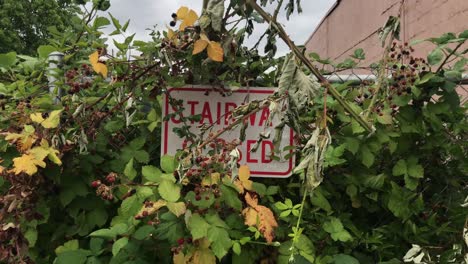 a stairway closed sign with blackberries and vines overgrowing it