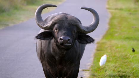 big wild buffalo with large horns resting in street