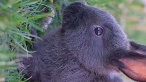 close-up of a cute grey rabbit eating grass