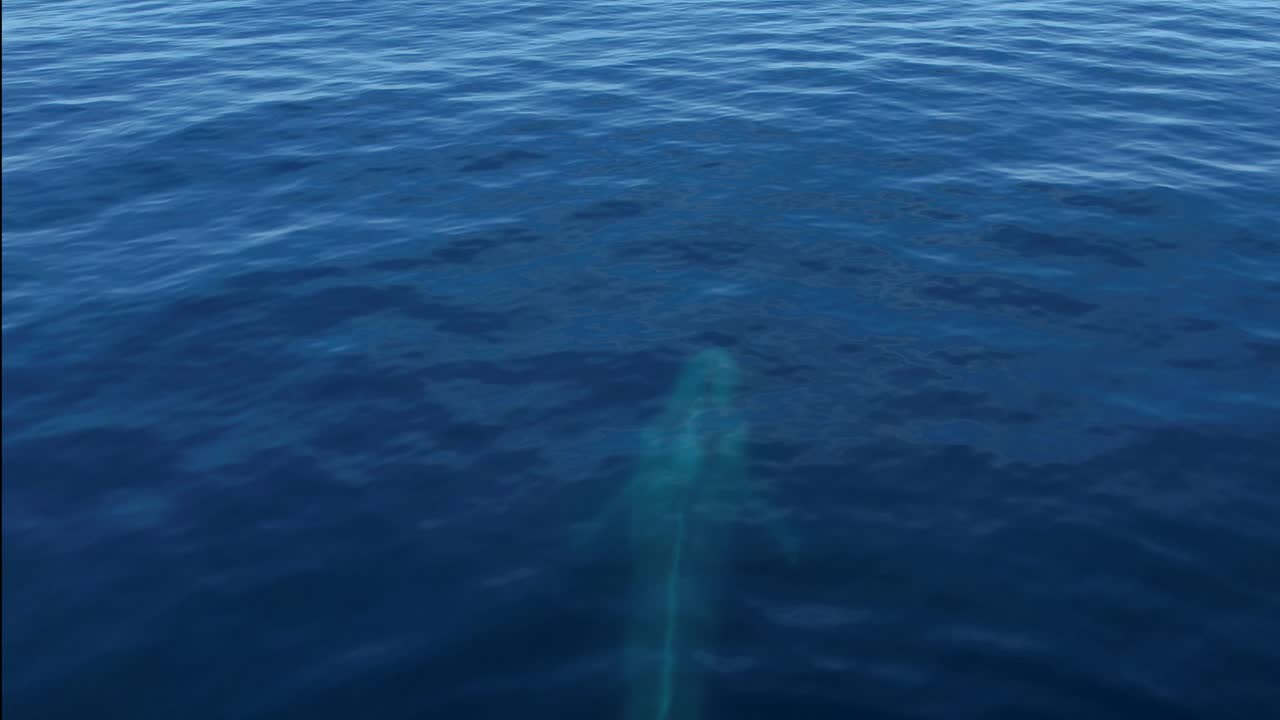 Premium stock video - A blue whale rising to the surface in front of an ...
