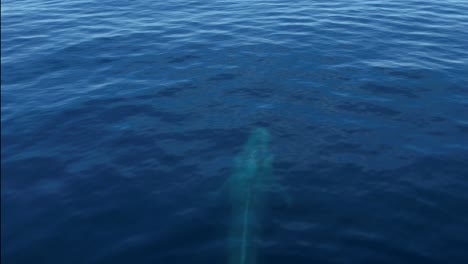 a blue whale rising to the surface in front of an excited whale watching tour in dana point