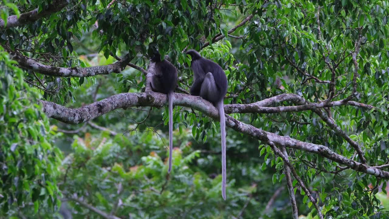 dos individuos descansando en la rama vistos desde la espalda y luego se volvieron hacia atrás y uno se rascó las extremidades, mono de hoja oscura trachypithecus obscurus, tailandia