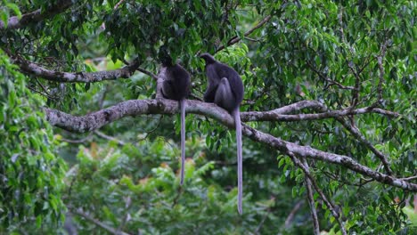 zwei personen ruhen auf dem ast, von ihrem rücken aus gesehen, und dann drehten sie sich mit dem gesicht nach hinten um, und einer kratzte sich an den gliedmaßen, dusky leaf monkey trachypithecus obscurus, thailand