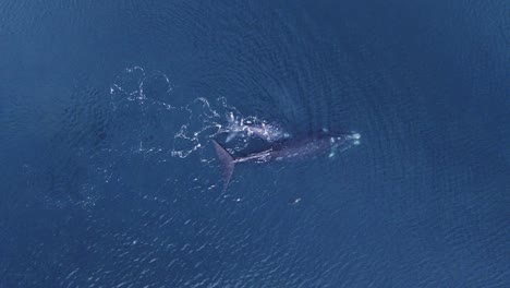 family of southern right whales blowing water while playing with a sea lion at the patagonian sea in argentina