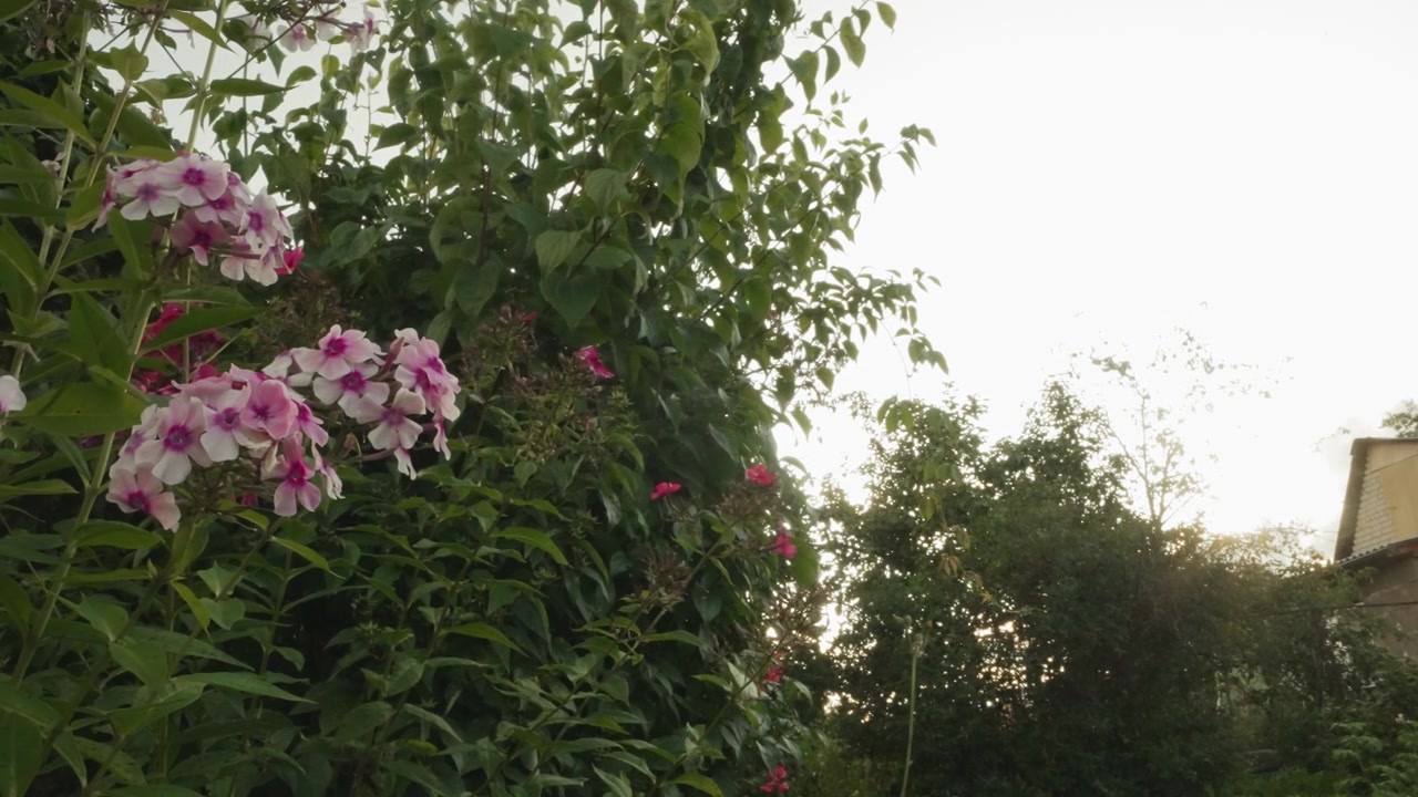 Pink and White Phlox Flowers Swaying Gently in a Summer Garden