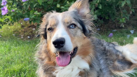 close-up portrait of an beautiful border collie