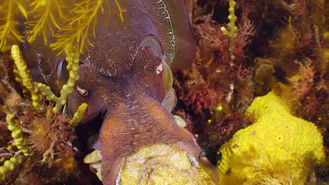 Riesige-Australische-Tintenfische-Sepia-Apama-Migration-Whyalla-Südaustralien-4k-Zeitlupe,-Paarung,-Eier-Legen,-Kämpfen,-Aggregation,-Unter-Wasser