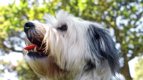 dog panting in park