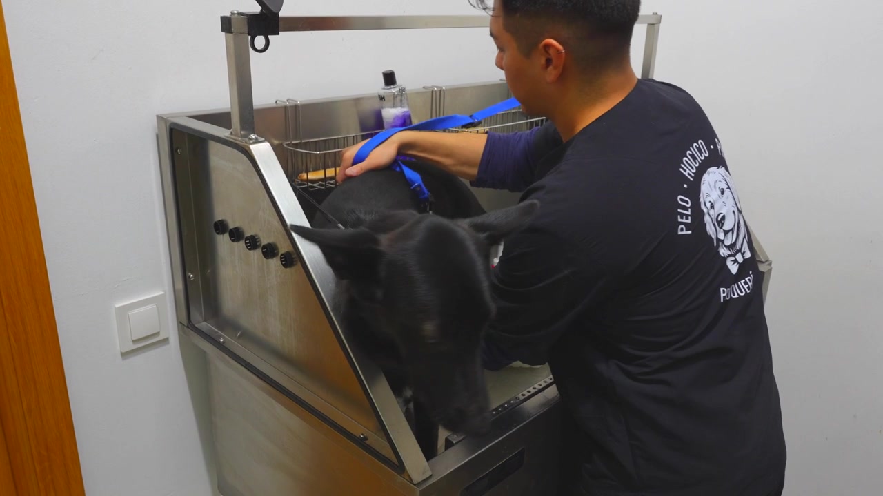 Toelettatore per cani che fa il bagno a un cane nero in una vasca professionale in acciaio inossidabile presso il salone