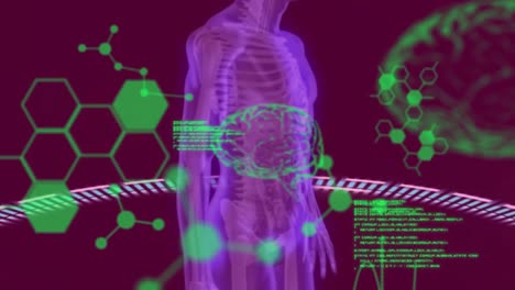 Animation-Chemischer-Formeln-Und-Datenverarbeitung-über-Rotierendem-Menschlichen-Körper-Und-Gehirn