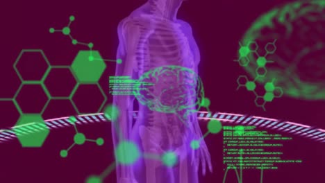 animation of chemical formulas and data processing over rotating human body and brain