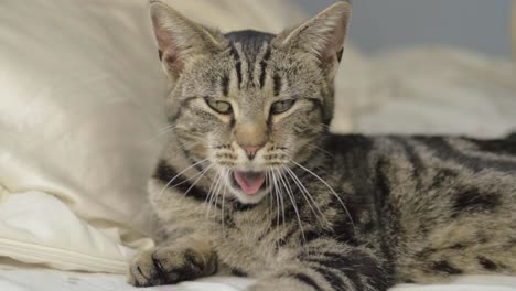 joven gato atigrado rayado se distrae mientras bosteza plano medio