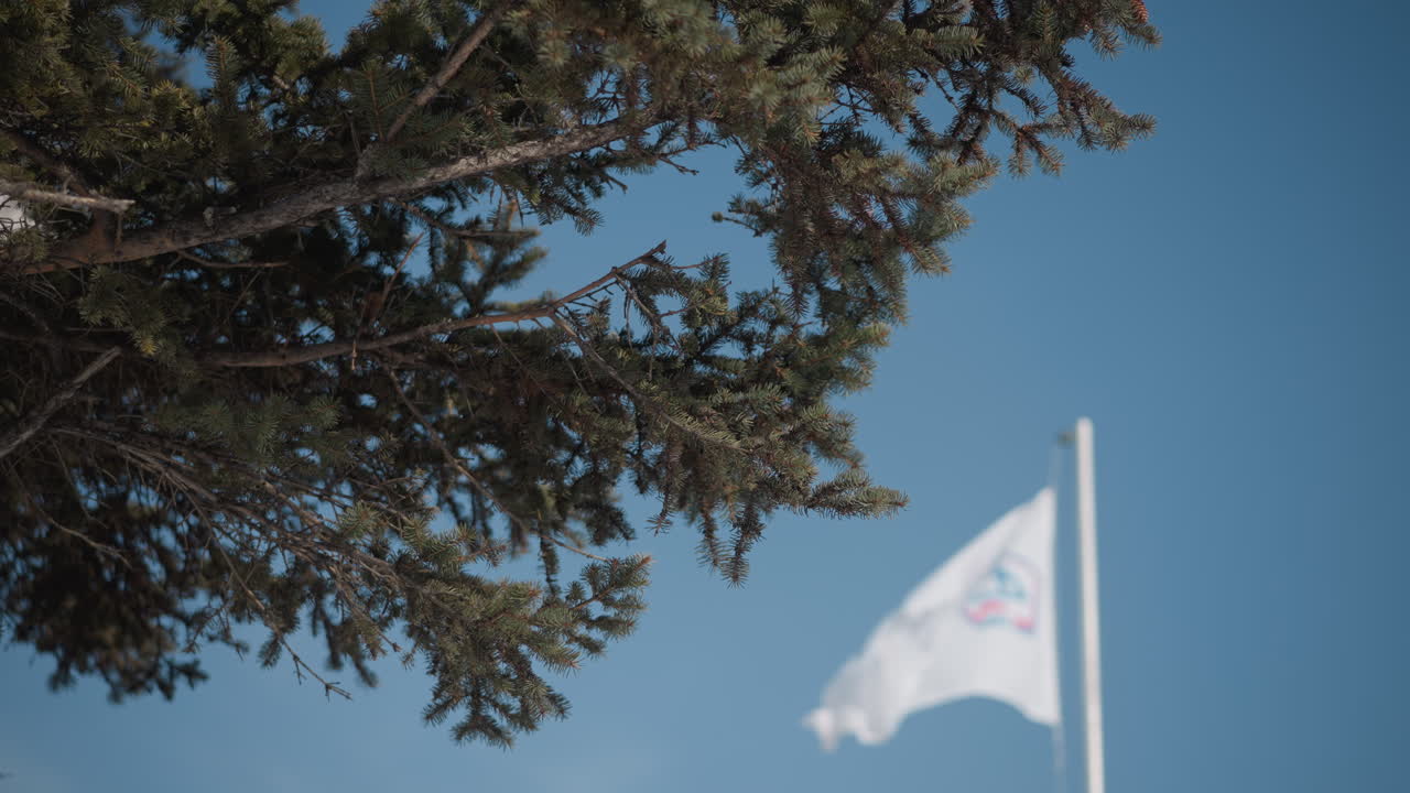 low angle evergreen branches against clear blue sky, white flag fluttering on pole, crisp winter atmosphere with soft daylight illuminating pine needles and background flag flutter in cold season