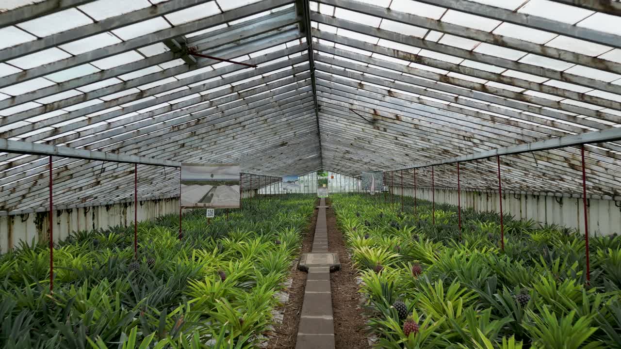 Pineapple greenhouse farming agriculture gardening, tropical fruit indoor