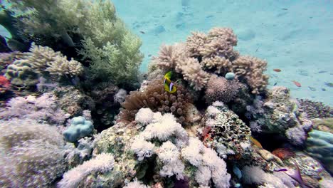 Hermosos-Arrecifes-De-Coral-Y-Peces-Tropicales-En-Dahab,-Egipto---Toma-Submarina