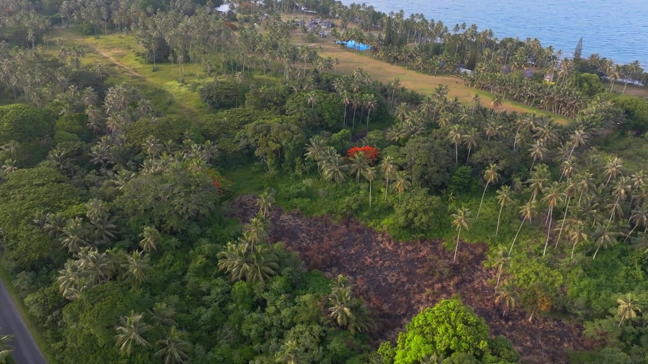 Slow forward aerial with a gentle tilt down over tropical forest near the sea, drawing attention to a red flowering tree with a small coastal village by the shore