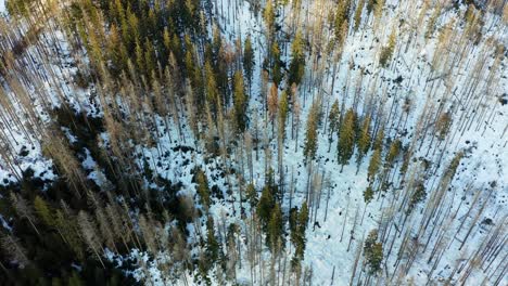 Forest-during-winter.-Aerial-top-down-circle