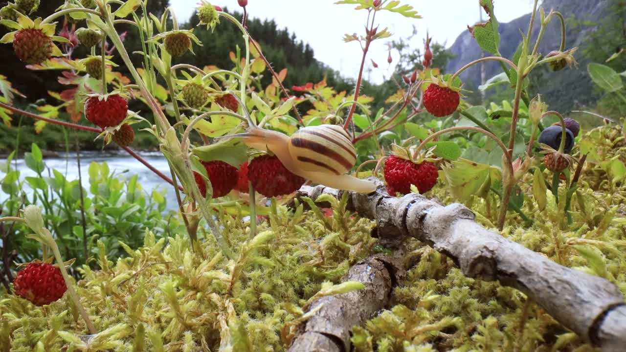 Snegl close-up, ser på de røde jordbær
