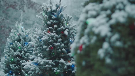 christmas tree evergreen spruce pine winter snow snowfall cold weather