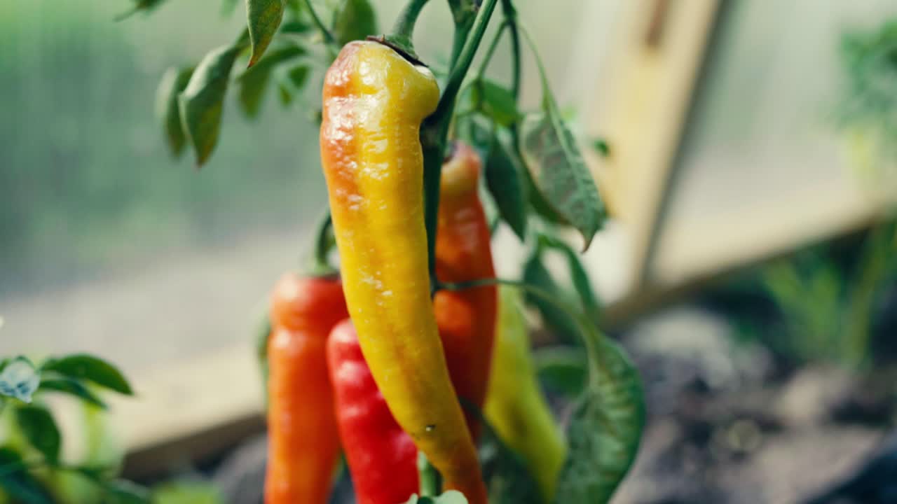 정원에서 익은 칠리 고추의 클로즈업