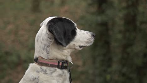 a setter dog enjoying, walking, playing in the forest