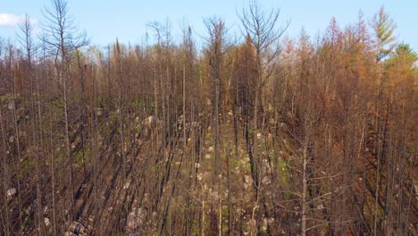 Vista-Aérea-De-Los-Restos-De-árboles-Que-Lentamente-Vuelven-A-La-Vida-Después-De-Un-Incendio-Forestal.