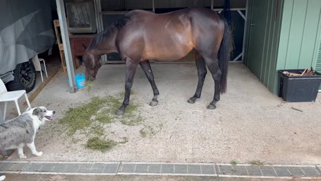 brown stallion horse with collie dog as horse eats hay on farm in australia